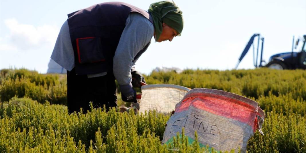 Susuzluğa direndi, verimiyle şaşırttı! Kocaeli’nde yeni sezon açıldı: Hasat ekonomiye can veriyor! 3